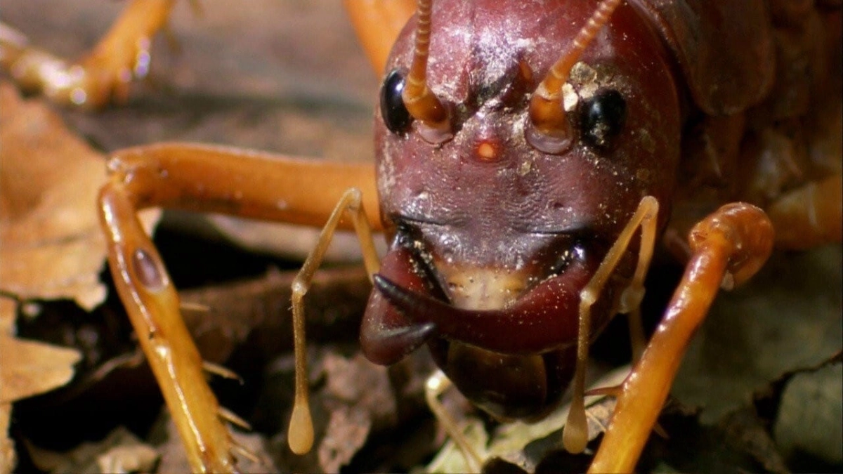 Thế Giới Côn Trùng Khổng Lồ và Nguy Hiểm (The World's Biggest and Baddest Bugs)